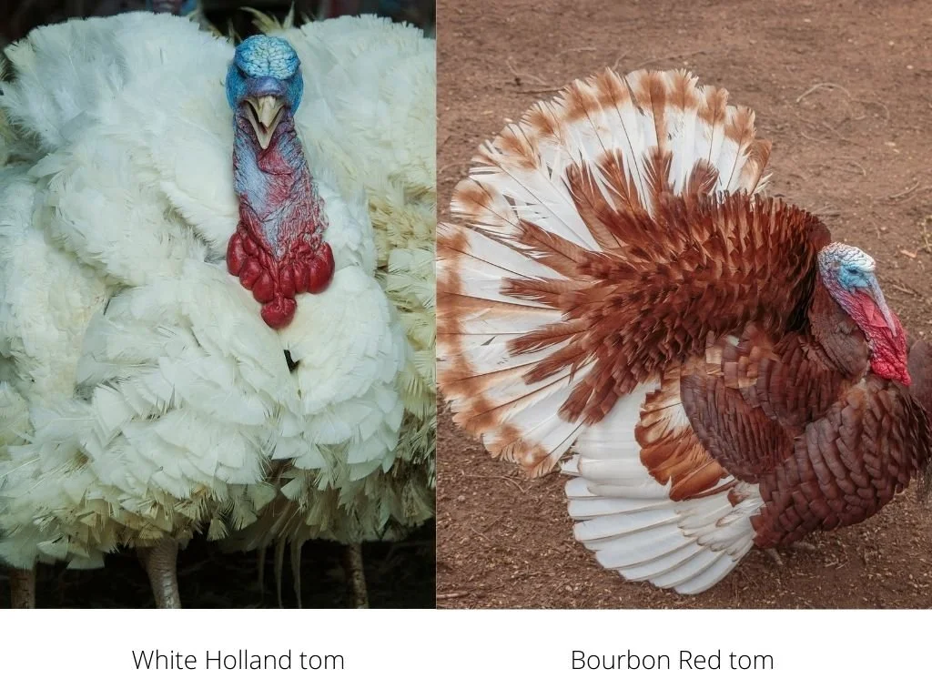 It's Time to Talk About Turkeys — Cindy Heath